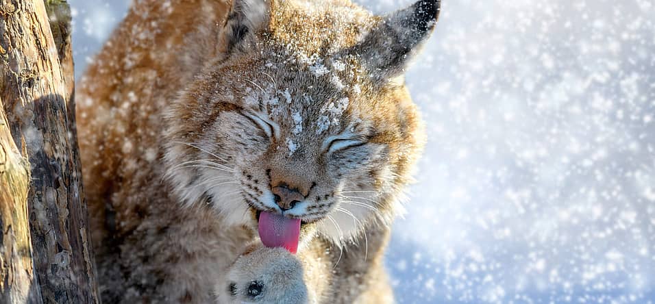 International Lynx Day