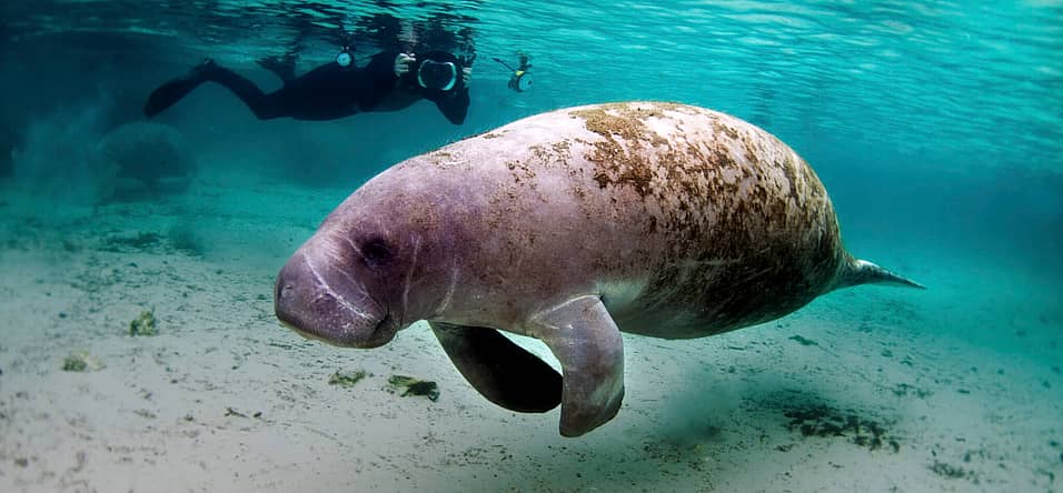 Manatee Appreciation Day