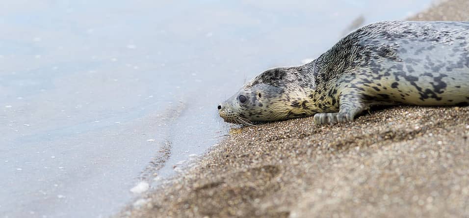 Marine Mammal Rescue Day