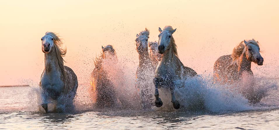National I Love Horses Day