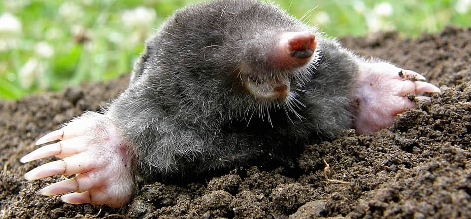 National Mole Day