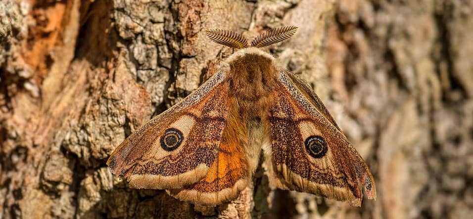 National Moth Week