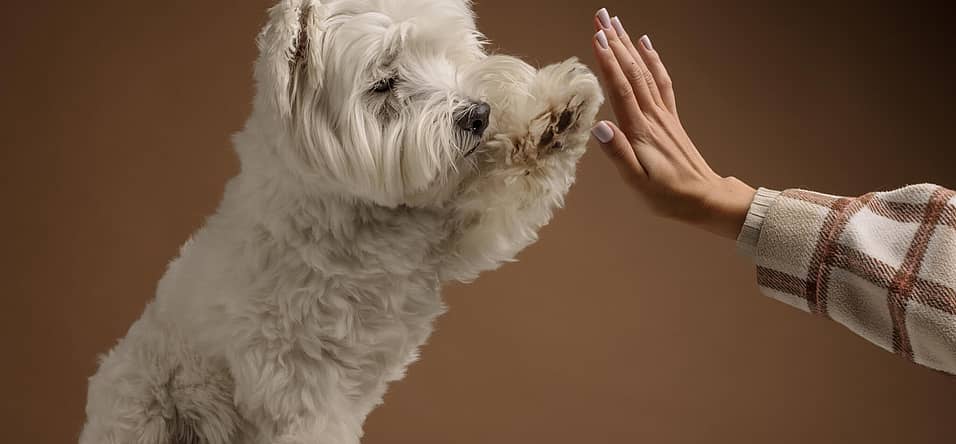 National If Pets Had Thumbs Day
