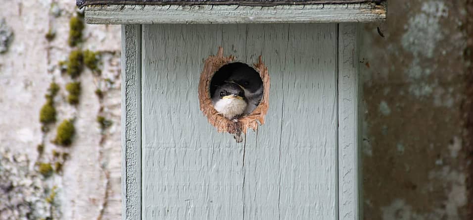 National Nest Box Week