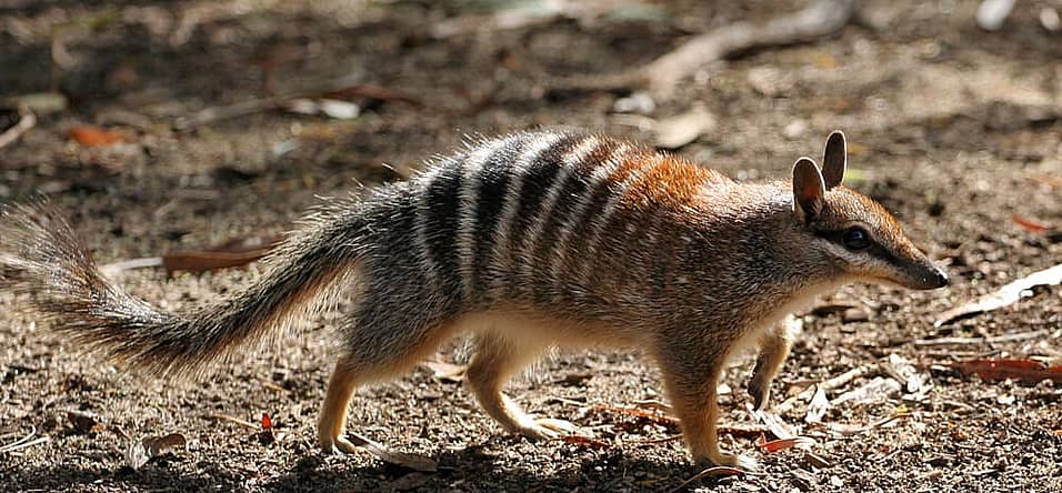 World Numbat Day