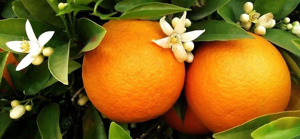 National Orange Blossom Day