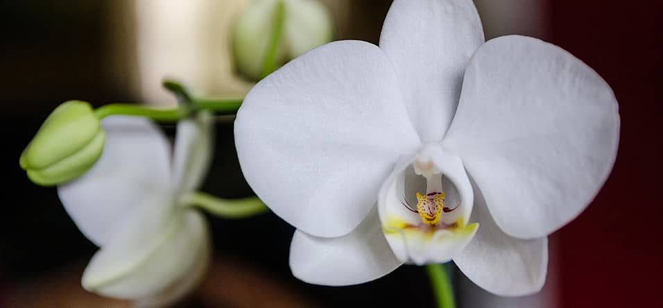 National Orchid Day