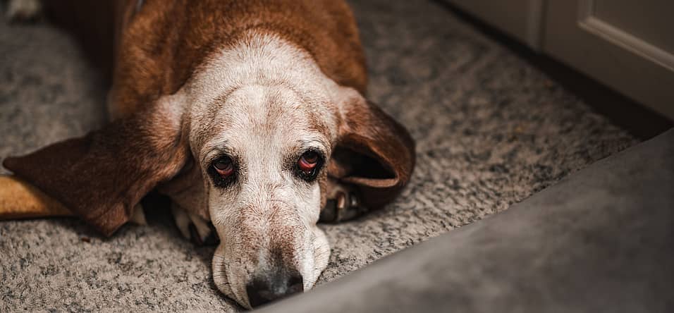 Pet Remembrance Day (July 5th) Days Of The Year