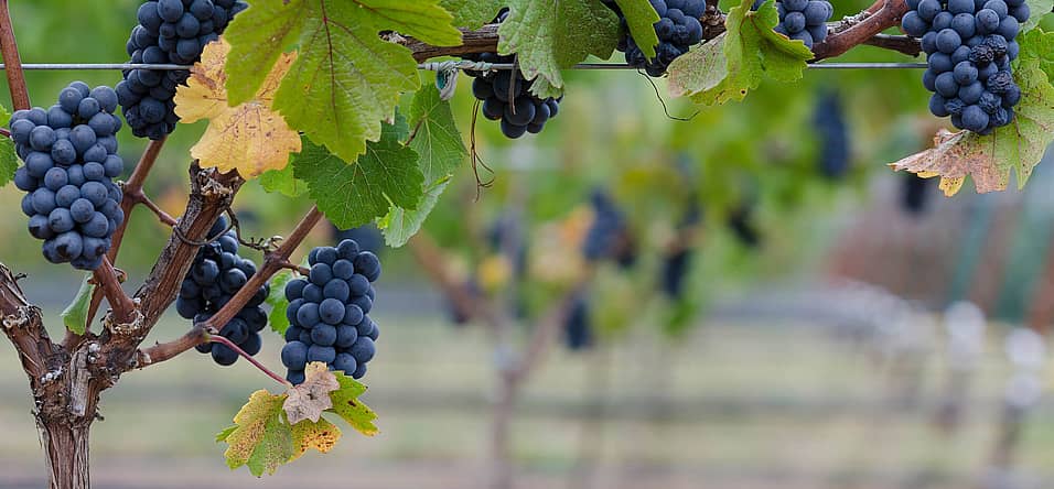 National Pinot Noir Day (August 18th) Days Of The Year