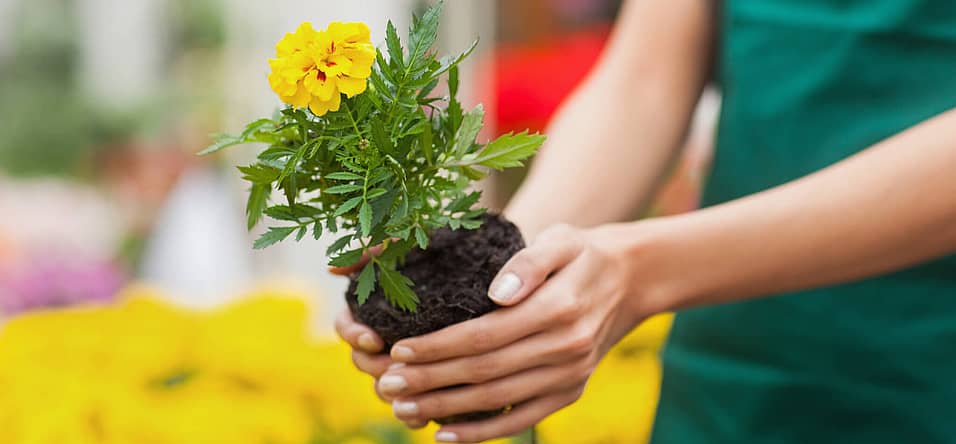 National Plant a Flower Day (March 12th) Days Of The Year