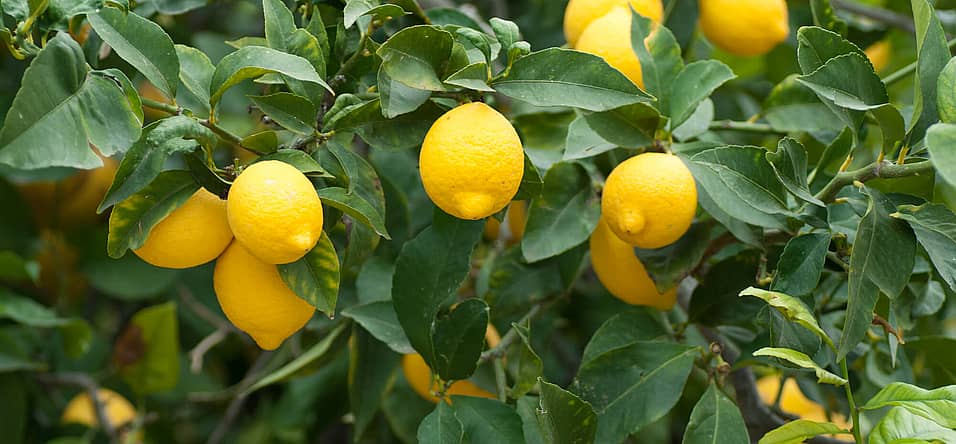 Plant a Lemon Tree Day