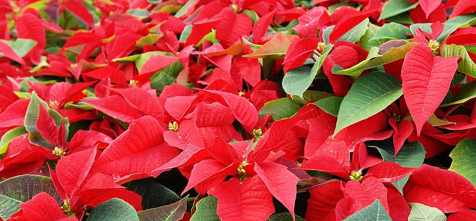 National Poinsettia Day