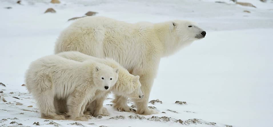 International Polar Bear Day