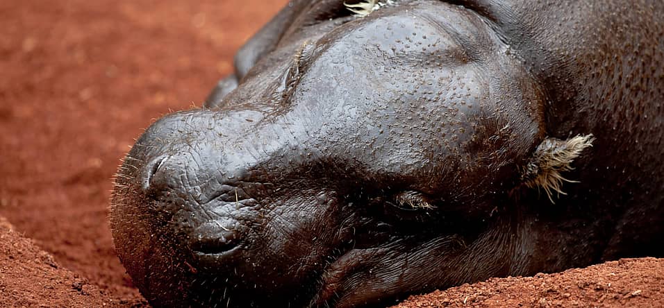 National Pygmy Hippo Day