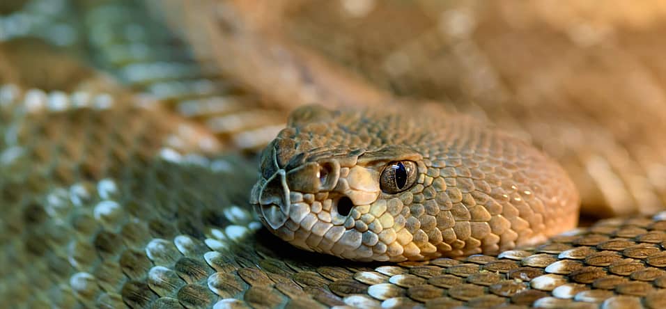 Rattlesnake Roundup Day