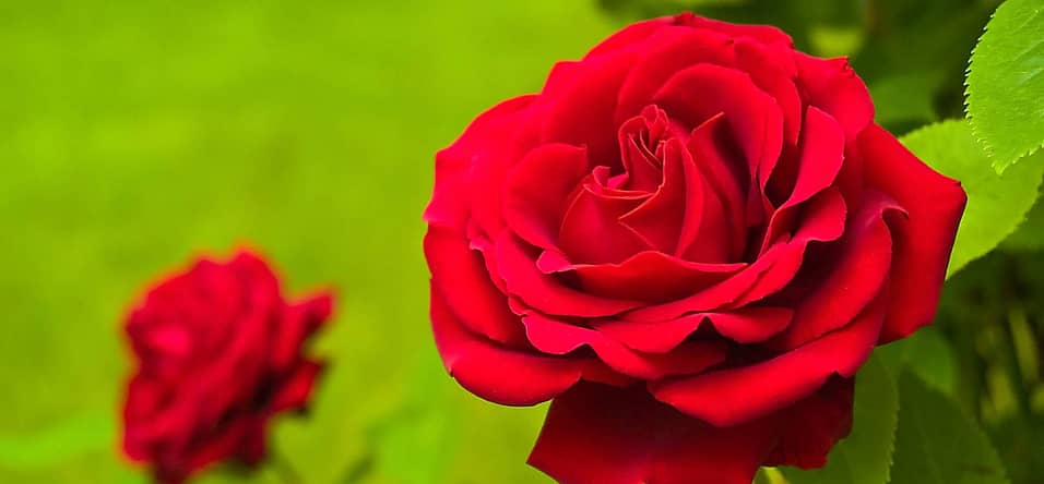 National Red Rose Day