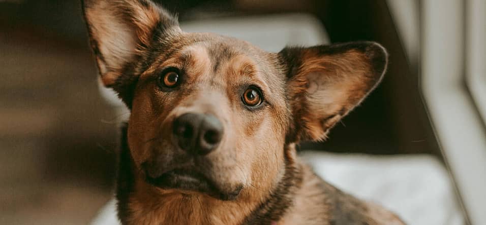 National Rescue Dog Day (May 20th) Days Of The Year