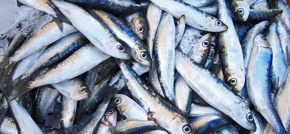 National Sardines Day
