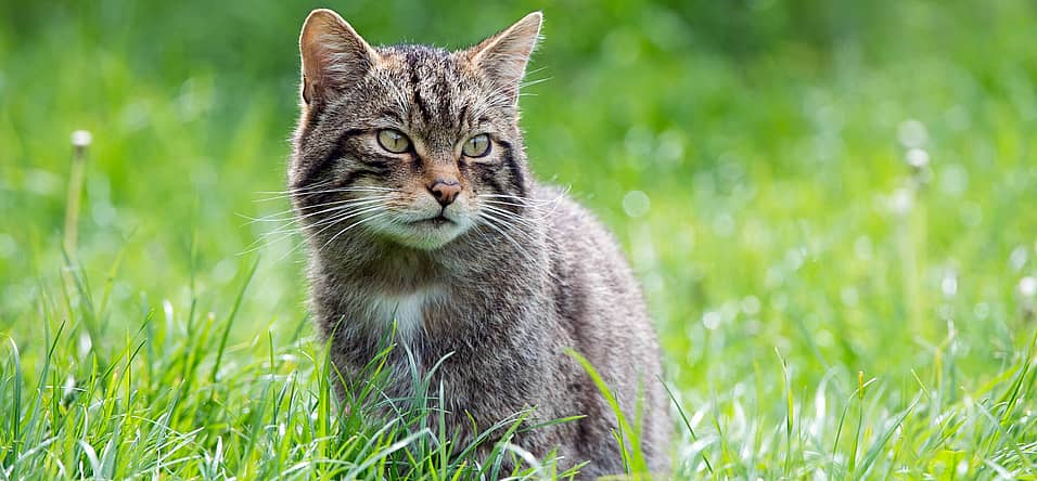 Scottish Wildcat Day