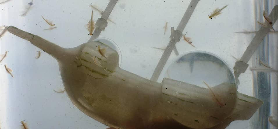 National Sea Monkey Day
