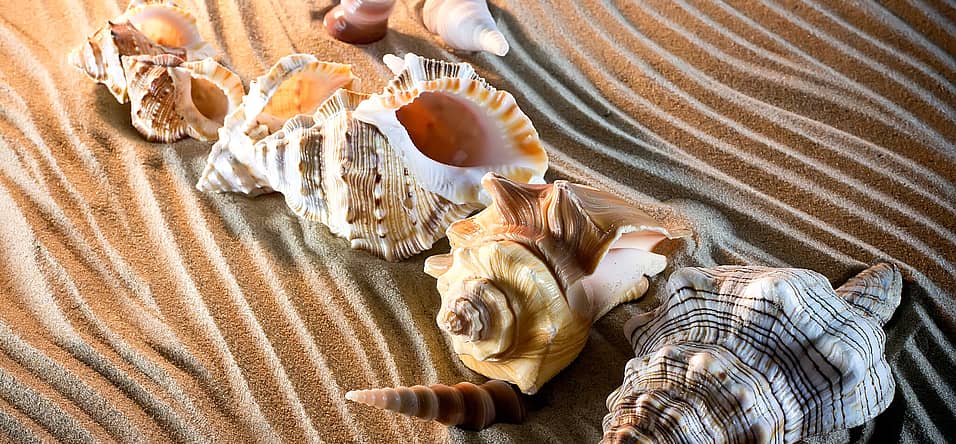 National Seashell Day