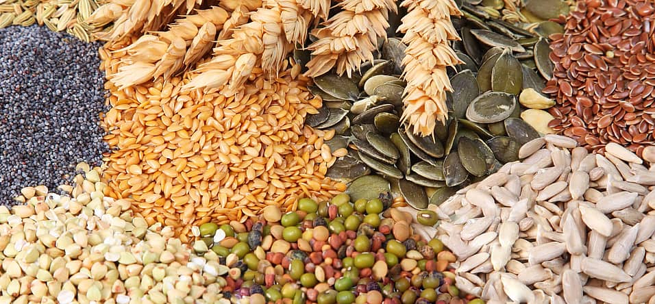 National Seed Swap Day (January 25th, 2025) Days Of The Year