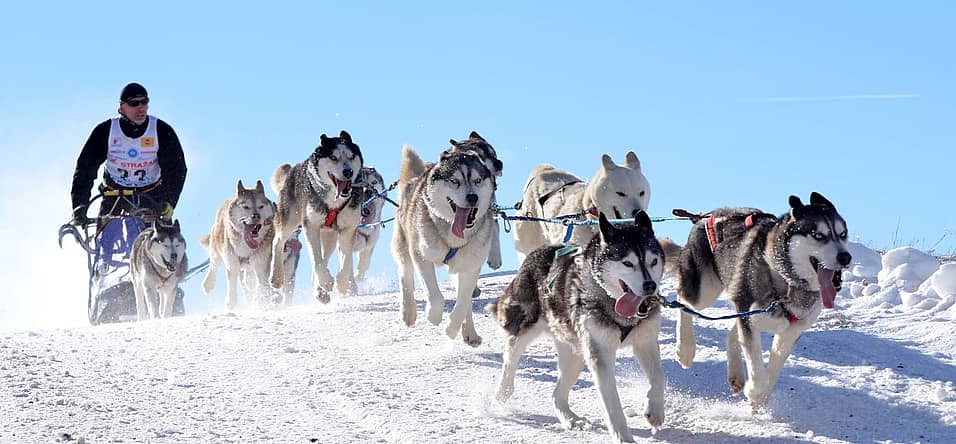 National Sled Dog Day