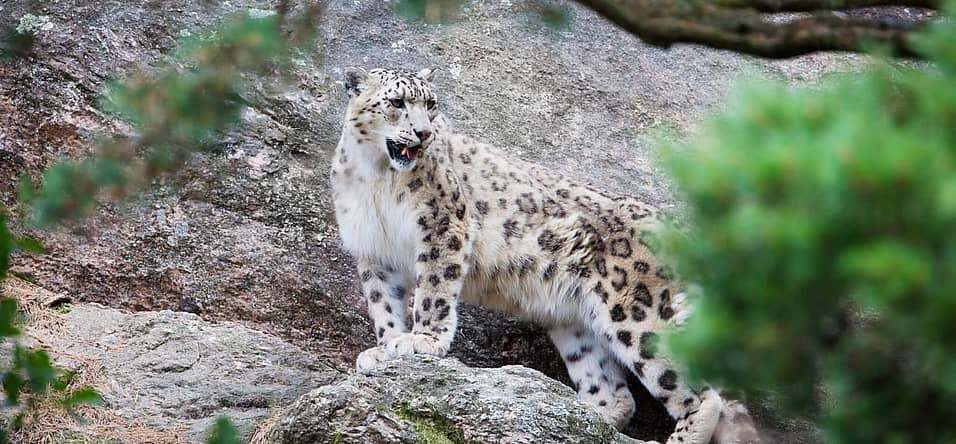 International Snow Leopard Day