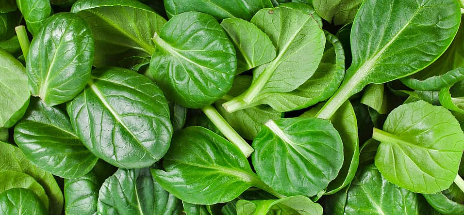 National Spinach Day