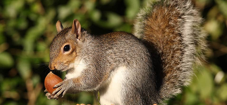 National Squirrel Appreciation Day (January 21st) Days Of The Year