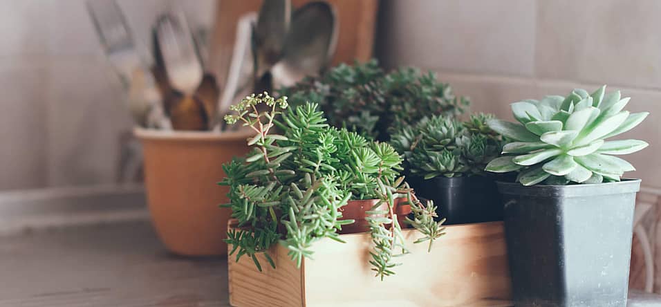 Take Your Houseplant For A Walk Day