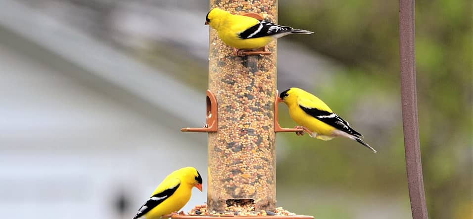 Feed the Birds Day