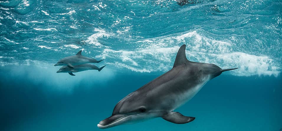 World Dolphin Day