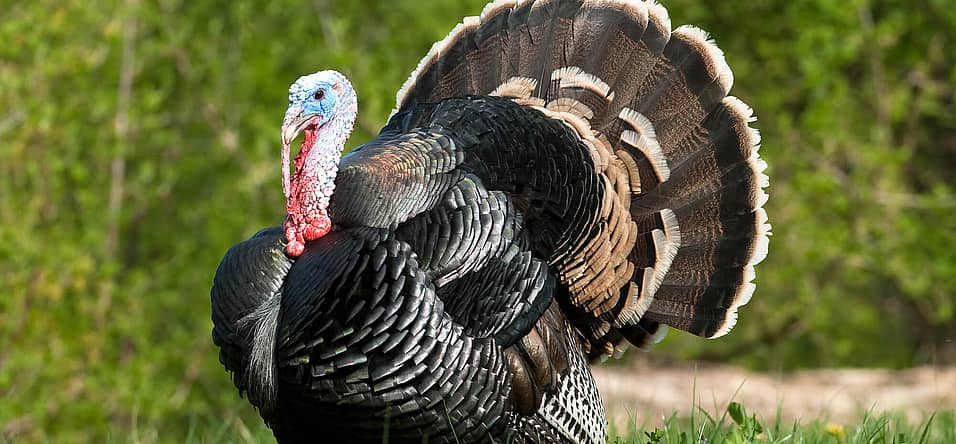 National Turkey Lovers’ Day