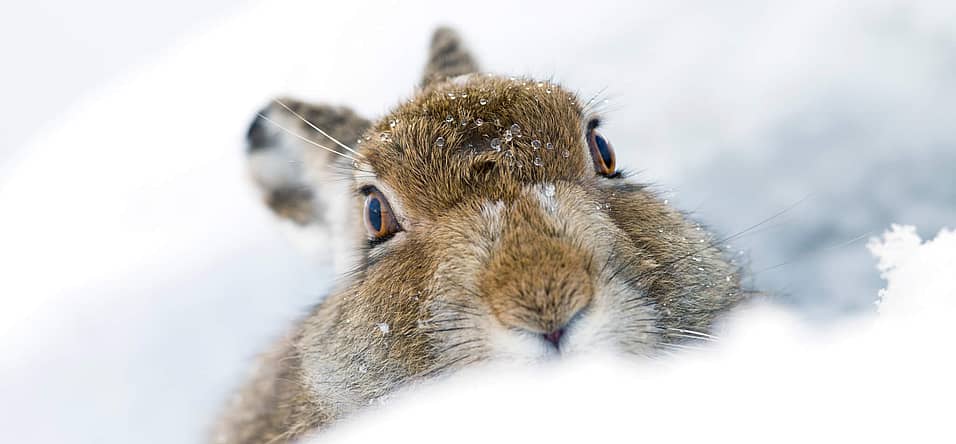 Mountain Hare Day