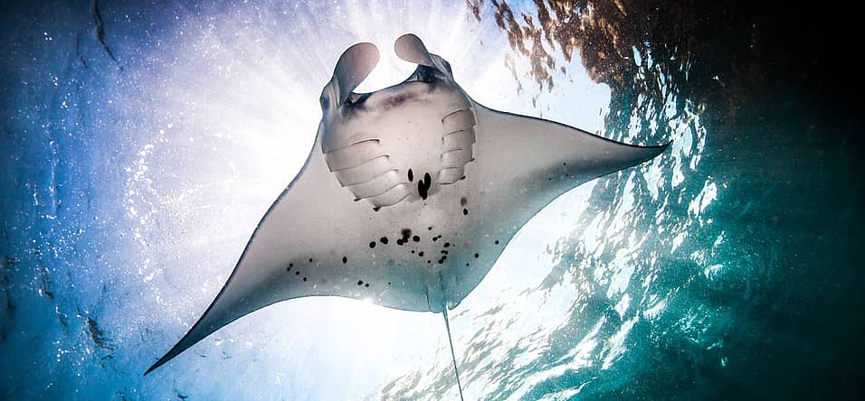 World Manta Day