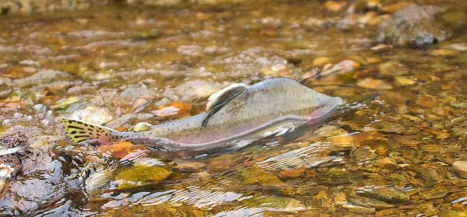 World Fish Migration Day