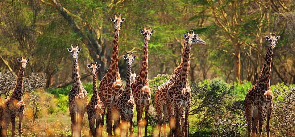 World Giraffe Day