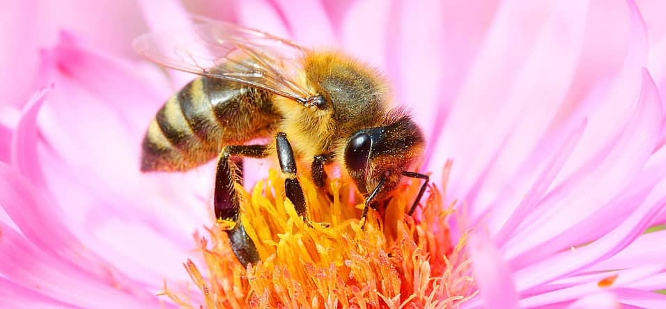 World Honey Bee Day