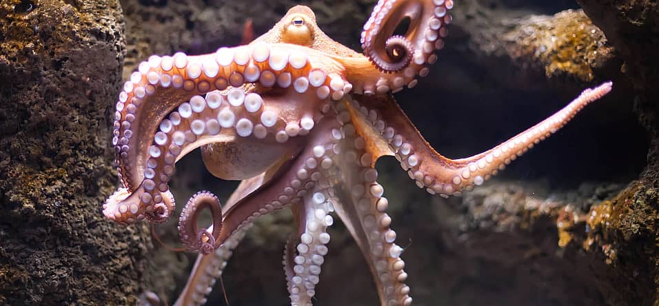 World Octopus Day