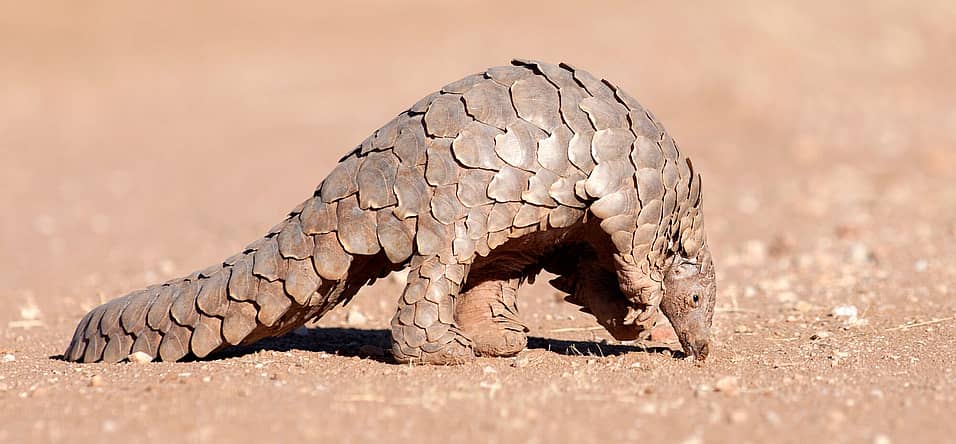 World Pangolin Day