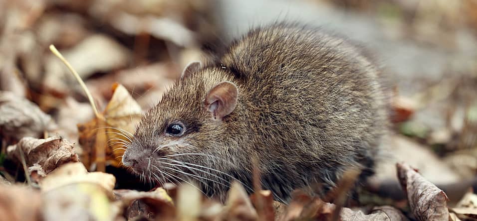 World Rat Day