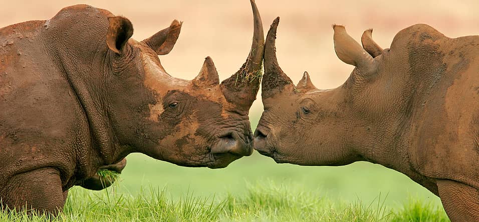 World Rhino Day