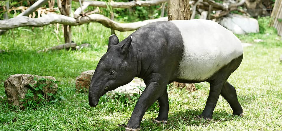 World Tapir Day