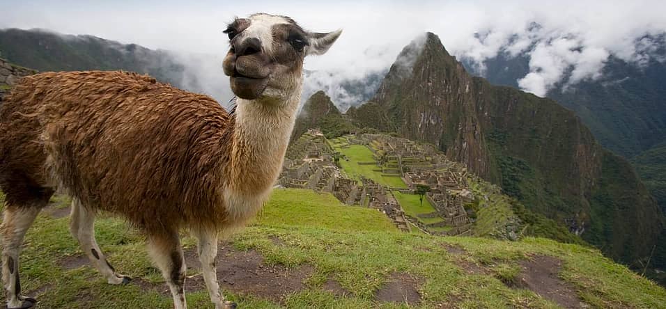 International Year Of Camelids