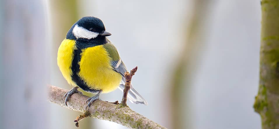 RSPB Feed the Birds Day (October 29th) Days Of The Year