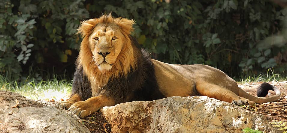 National Zoo Lovers Day