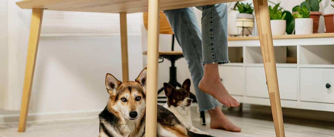 National Pet Preparedness Month (June 2024) Days Of The Year