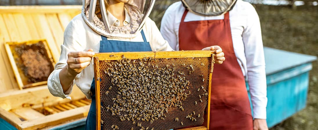 National Urban Beekeeping Day (July 19th) Days Of The Year