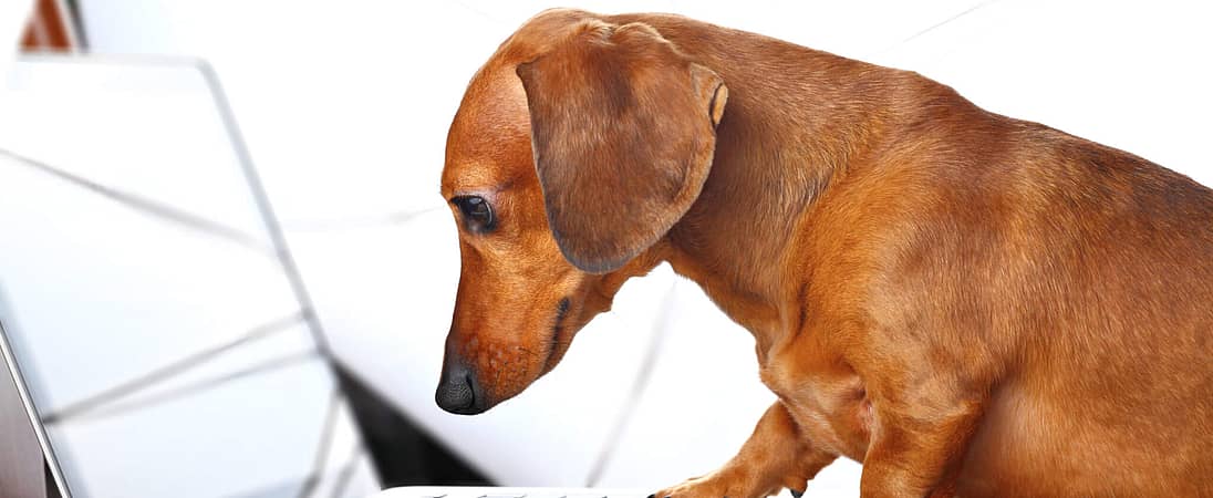 National Take Your Dog to Work Day (June 20th, 2025) Days Of The Year